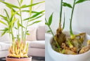 Thời điểm tốt nhất để trồng gừng phong thủy đón Tết, sang năm 2026 lộc khí phừng phừng