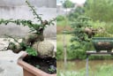 Cây cần thăng bonsai giá trăm triệu: Độc lạ, mang tài lộc và thăng tiến