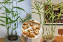 Người thuộc 2 mệnh này nên trồng gừng phong thủy trong nhà, hút tiền tài cực đỉnh