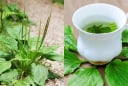 Lấy 5 loại lá dân dã này đun nước uống, vừa mát gan, vừa làm sạch phổi