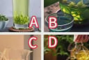 Kiểm tra tâm lý: Chọn tách trà thơm nhất để đoán vận may, tài lộc và may mắn trong 3 năm tới
