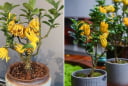 3 loại cây là báu vật Thần Tài, trồng trong nhà lộc đến không ngừng