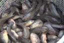 Loại cá đặc sản thịt ngọt “như mì chính” nuôi dày đặc ở Cà Mau, giúp nông dân thu 100 triệu đồng mỗi năm