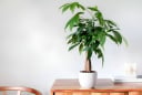 3 cây cảnh phong thủy mang lại hạnh phúc, may mắn và thịnh vượng lâu dài