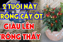 2 vị trí trồng ớt hút tài lộc vào nhà: Ai không biết thật đáng tiếc
