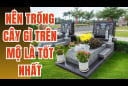 3 cây không trồng trước mộ: Đó là cây nào?