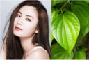 Cách làm chậm các dấu hiệu lão hóa sớm với lá trầu không