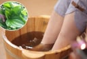 Thường xuyên ngâm chân bằng nước lá lốt, cơ thể có 5 thay đổi bất ngờ