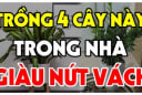 4 loại cây trồng trong nhà nào nhà đó giàu có