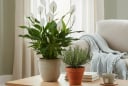 Năm 2026 nên trồng 4 cây cảnh này trong nhà: Lọc không khí tốt, sinh khí và tài lộc cùng tăng