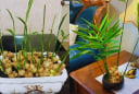 Người thuộc 2 mệnh này trồng gừng phong thủy cực hợp, dễ phát tài to
