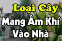 4 loại cây âm trồng trước nhà cây càng xanh người càng suy kiệt, lao đao