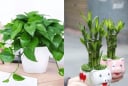 5 loại cây cảnh được ví như 'bùa hộ mệnh' hút tài lộc cho gia chủ, càng trồng càng giàu