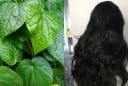 Lấy 5 loại lá này đun nước gội đầu, thấy rõ tóc giảm rụng, tóc con mọc không ngừng