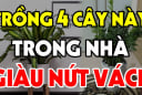 4 loại cây trồng trước nhà nào nhà đó đổi vận: Nghèo mấy cũng hóa giàu có viên mãn