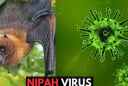 Dơi mang virus Nipah thường ăn một loại quả quen thuộc tại Việt Nam:  Bộ Y tế khuyến cáo