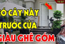 3 loại cây trồng trước nhà: Cây càng xanh người càng hưng thịnh, giàu có