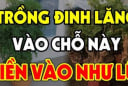 Vị trí trồng cây đinh lăng chuẩn phong thủy: Đặt đúng chỗ như “thần giữ của”, hút tài lộc, ít người biết
