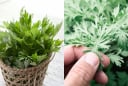 Cách dùng ngải cứu tăng tuần hoàn máu não, làm ấm tử cung, phụ nữ nhất định phải biết
