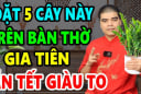 5 loại cây trồng trên trong nhà hút tài lộc giàu có trọn đời