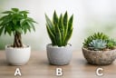 Quiz: Chọn 1 chậu cây bạn thích nhất để biết tiền bạc năm Bính Ngọ sẽ đi theo hướng nào