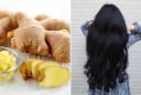 Mẹo gội đầu bằng gừng trị rụng tóc, kích thích tóc con mọc nhanh chóng