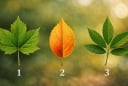 Quiz: Chọn 1 chiếc lá có thể tiết lộ điểm yếu dễ khiến bạn gặp khó khăn trong công việc