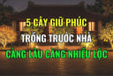 5 loại cây mọc ở nhà nào nhà đấy Lộc, tiền tài kéo theo về