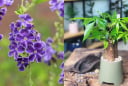 5 cây cảnh “được người xưa chọn mặt gửi vàng”: Trồng trong nhà, vừa đẹp vừa mang ý nghĩa tài lộc