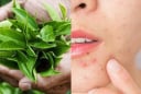 Trà xanh và làn da: lợi ích nổi bật cùng cách sử dụng đúng để hỗ trợ chống lão hóa