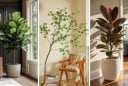4 loại cây cảnh vừa đẹp vừa sang, cực hút lộc: Nhà giàu rất yêu thích đặt trong phòng khách