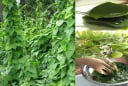 Từ dây leo mọc dại thành đặc sản ‘tiền tỷ’, có nhiều công dụng tốt cho sức khỏe, được nhiều người ưa thích ăn