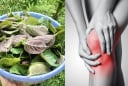 Cách dùng lá mơ lông giảm đau xương khớp