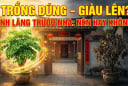 Cây đinh lăng được ví như 'Thần giữ của': Đặt chỗ nào để giữ Lộc giữ Tiền?