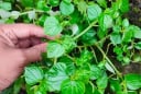 2 loại rau khắc chế bệnh K, mọc dại đầy trong vườn
