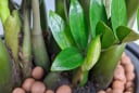 Loại cây hợp cả 5 mệnh, trồng trong nhà Tiền tự đẻ ra