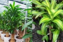 Nhà nào đang trồng cây Thiết Mộc Lan cần chú ý 3 điều này