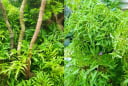 Nhà đang trồng cây đinh lăng cần chú ý 5 điều sau