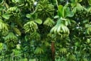 5 loại cây phong thủy người giàu rất thích trồng, nhà có 1 cây cũng hút tài lộc