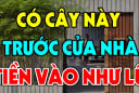 4 loại cây trồng trước nhà nào nhà đó giàu có