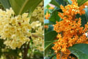 Trồng cây mộc hương (quế hoa) trước nhà có ý nghĩa gì?