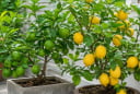 Vì sao nhà nào cũng nên trồng một cây chanh? Đọc xong bạn sẽ muốn có ngay một cây