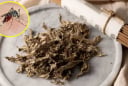 Cách làm hương muỗi bằng ngải cứu, an toàn, ngủ ngon không cần mắc màn