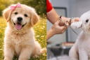 Làm giúp việc Chăm sóc Chó cưng, nhà giàu trả thu nhập khủng 2,1 tỷ đồng/năm, bất ngờ tiêu chí tuyển dụng