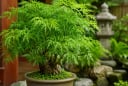Người tuổi này mệnh này hợp trồng cây Đinh Lăng phong thuỷ, thu hút cảm giác giàu có sức khoẻ và may mắn