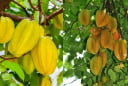 Vì sao nên trồng cây khế trước nhà? Ý nghĩa đặc biệt, nhiều người chưa biết