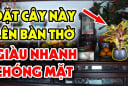 4 loại cây đặt trong nhà sinh phúc khí: Cây càng xanh người càng giàu có