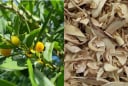 Loài cây gai góc ít ai để ý ở miền Trung, rễ được săn lùng vì giá đắt ngang vàng