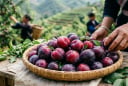 Loại quả đặc sản Sơn La được ví là “trái cây tốt nhất thế giới”: Trồng một lần, thu hoạch nhiều năm