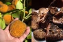 Loại quả từng rụng đầy bờ rào nay thành đặc sản “gây sốt”, giá hơn 100.000 đồng/kg vẫn cháy hàng